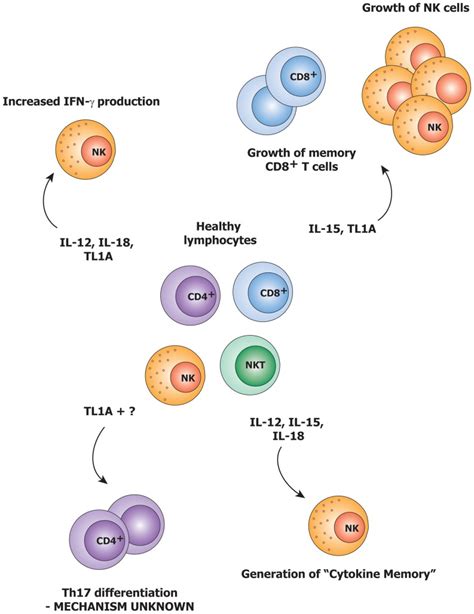 Il 15 Is Known To Induce The Growth Of Nk Cells And Memory Cd8 T Cells