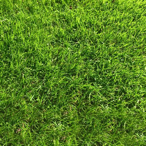 1 Kg Grass Seed Covers 35 Sqm 380 Sq Ft Premium Quality Seed Fast