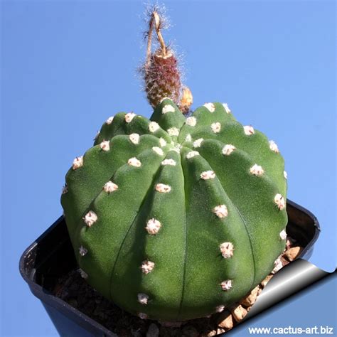 Unlike other holiday cacti, the easter variety flowering: Echinopsis subdenudata (E. subdenudatus)