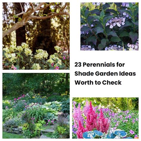 23 Perennials For Shade Garden Ideas Worth To Check Sharonsable