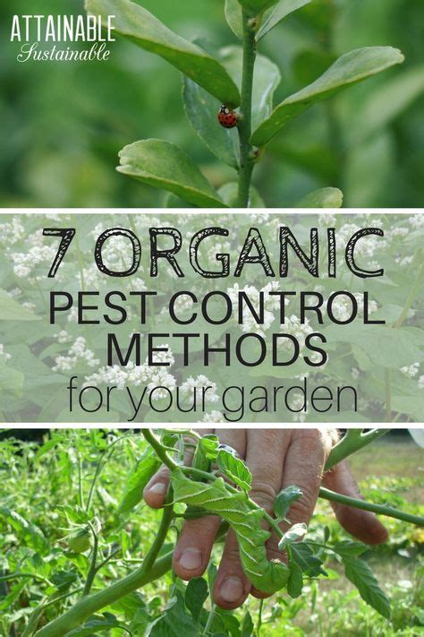 Garden pest control is a constant battle in an organic garden but your body (and the environment) will thank you! Organic pest control doesn't have to mean fruits and ...