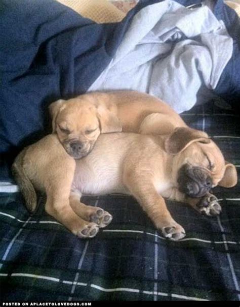 A Puggle Snuggle From Dog Dogs Puppy Puppies