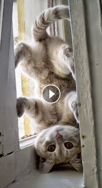 Video Cute Cats And Kittens Doing Funny Things 2019♥ 3 Funny Cat