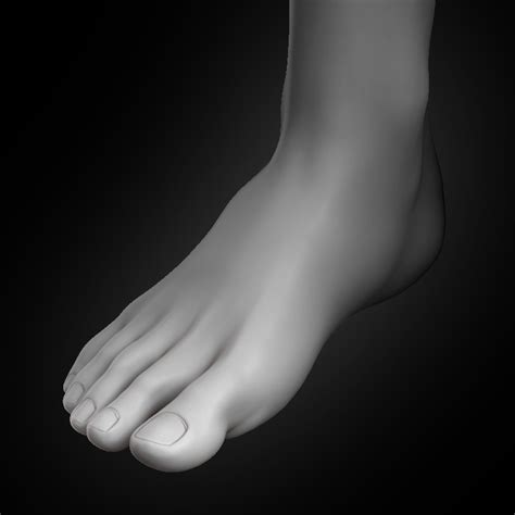 Human Foot 2020 3d Model Turbosquid 1538641