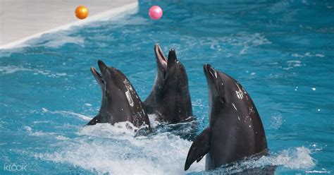 Dubai Dolphin And Seal Show Book Dubai Dolphin And Seal Show Online