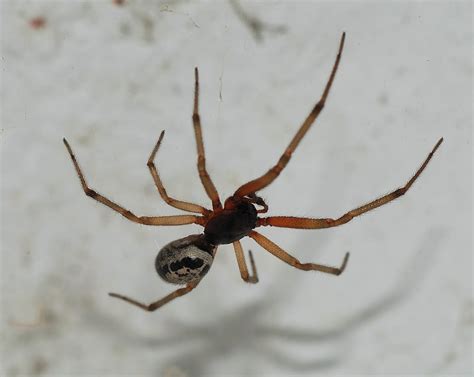 10 common house spiders and how to identify them, according to entomologists. Cardiff Office Worker Finds Poisonous Spiders In Her Grapes