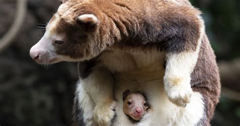Its A Joey Bronx Zoo Announces Birth Of Rare Tree Kangaroo The