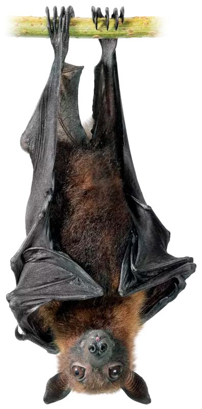 See A Fruit Bat Close Up Images Animals And Nature Lessons Dk Find