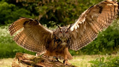 2048x1152 Owl Wings 2048x1152 Resolution Hd 4k Wallpapers Images