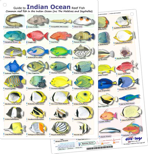 Divelogs Indian Ocean Reef Fish Id Card