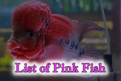 Are There Any Pink Fish The Answer Is Yes 2024 List Updated