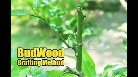 Budwood Grafting Method 100 Showing Result Youtube