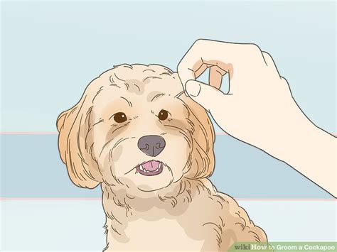 Easy Ways To Groom A Cockapoo Wikihow Pet