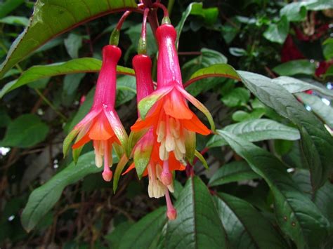 73 Best Images About Fuchsias Varieties On Pinterest Flying