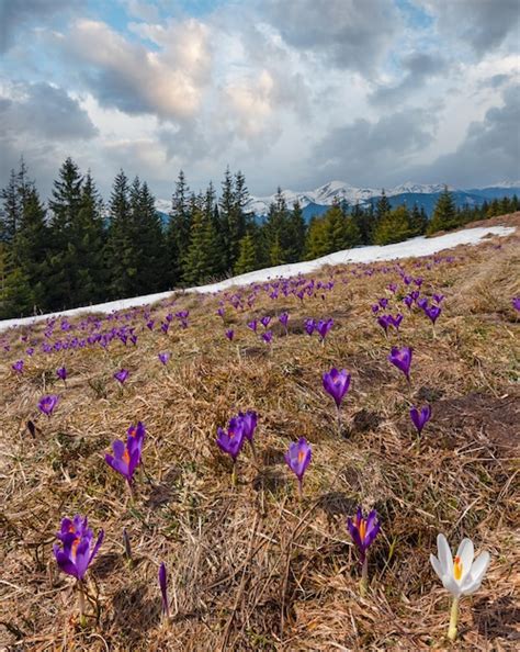 Violetter Krokus Heuffelianus Krokus Vernus Alpenblumen Im Frühling