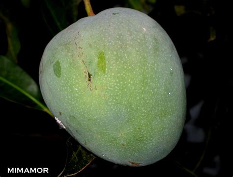 Mango Ciruela De El Salvador Melodydevan