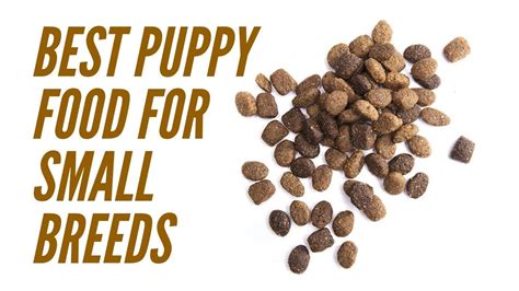 Best Puppy Food For Small Breeds Picking The Right Dog Food Brand For
