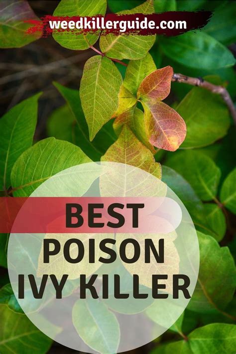 12 Will Weed Killer Kill Poison Ivy Plant Images Download