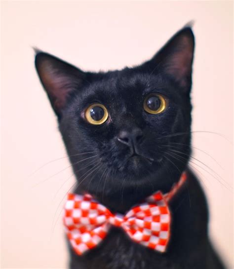 Here are 10 popular types of cats that can have a black and white coat, among other potential coat colors and markings. Black Kitty