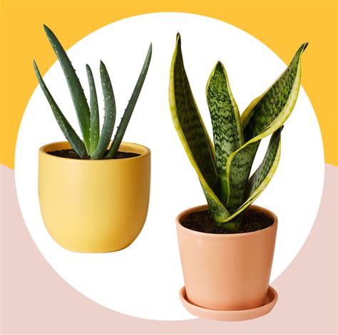 Brandt became interested in the health benefits of plants after developing allergies, and she maintains a small forest of indoor plants to help clear the air. 11 Best Indoor Plants For Your Home — Air-Purifying Plants