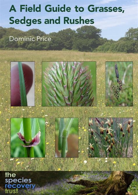 A Field Guide To Grasses Sedges And Rushes A5 Ringbound From