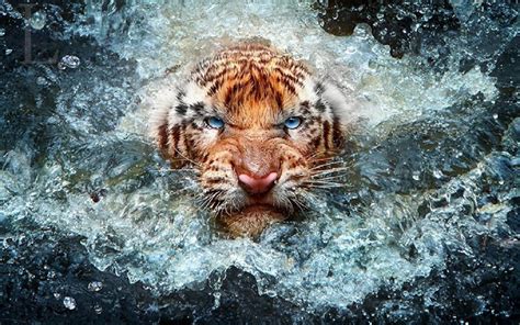 Wildlife Photography Wallpapers Wallpaper Cave