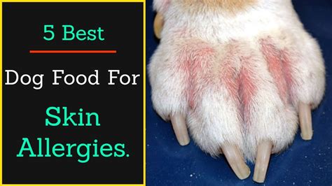 5 Best Dog Food For Skin Allergies In 2020 Youtube