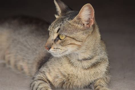 Kucing Betina Licik Foto Gratis Di Pixabay
