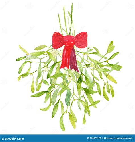 Mistletoe With Red Ribbon Hand Drawn Painting Using Watercolor Isolated