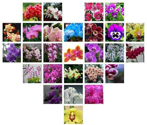150 Pcs Orchid Seeds 30 Kind Different Penghu Multicolor Potted Butterfly Orchid Flower Seeds