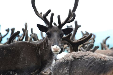 Russia S Nomadic Reindeer Herders Face The Future