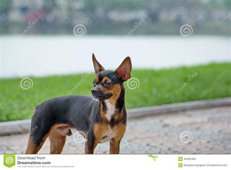 Acceptable newfoundland dog colors in canada. The Miniature Pinscher Dog Standing In The Park. Stock ...