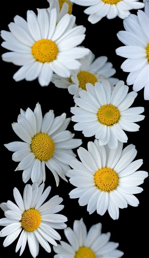 Imagen Gratis En Pixabay Margaritas Flores Flores Blancas Fondo