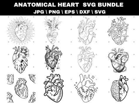 Anatomical Heart Svg Heart Svg Human Heart Clip Art Decal Nurse Life