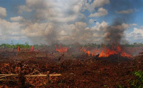 Peran Masyarakat Dalam Pengendalian Kebakaran Hutan