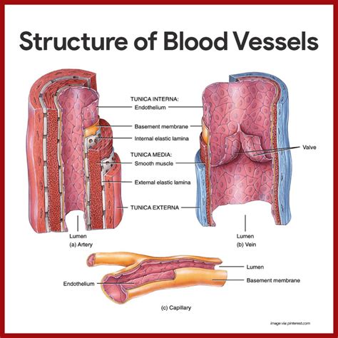 As the blood vessels function as pathways for the blood, so the meridians are pathways in which energy is circulated throughout the body. Cardiovascular System Anatomy and Physiology | Anatomy ...