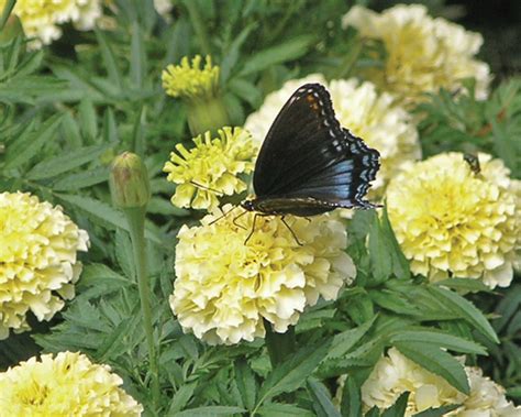 Flowers that are rich in nectar and pollen offer the most food for these insects. Attracting bees and butterflies