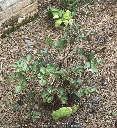 Maybe you would like to learn more about one of these? Peonies forum: Freeze Damages on My Peonies - Garden.org