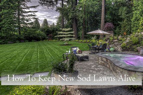 Fertilize new sod for the first time about six weeks after laying the sod. New Sod Care - Paradise Restored Landscaping