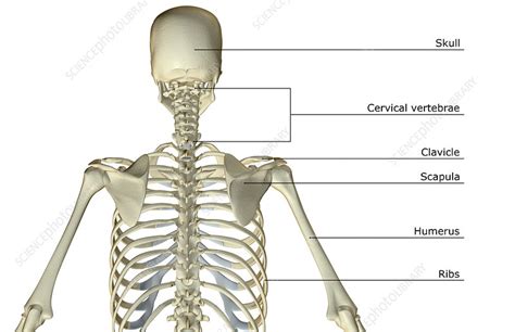 The Bones Of The Upper Body Stock Image F0019542 Science Photo