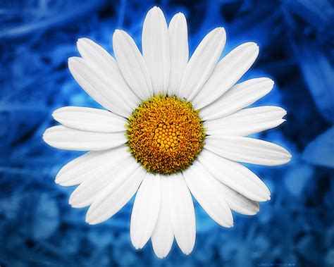 Blue daisy floral designs is a pittsburgh wedding florist that handles flower arrangements for weddings, events, parties and other special occasions. Liana Conis Blog: daisy wallpaper hd