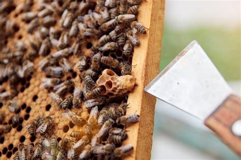 Premium Photo Working Bees On A Frame With Honeycombs Make Honey Bee