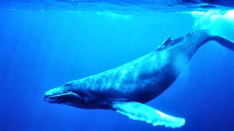 Humpback Whale Megaptera Novaeangliae Wiki Display Full Image