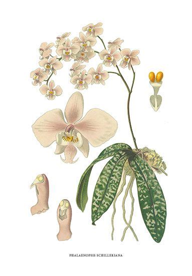 Edward Step Favourite Flowers Botanical Prints 1896 Botanical