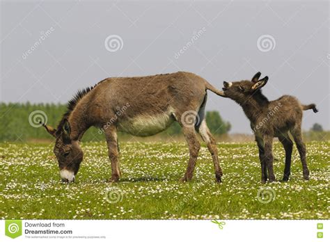 Two Donkeys On The Meadow Stock Image Image Of Front 74489129
