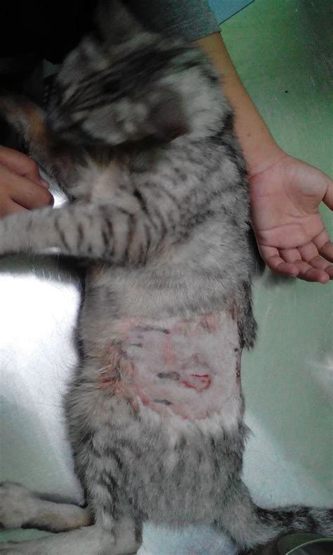 Read about treating an abscess. Mastitis cat - rescued, treated and rehomed « AnimalCare