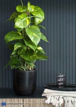 Photo of a small contemporary full sun concrete. 20+ best ideas plants indoor no sun | Plants, Bathroom plants, Indoor plants low light