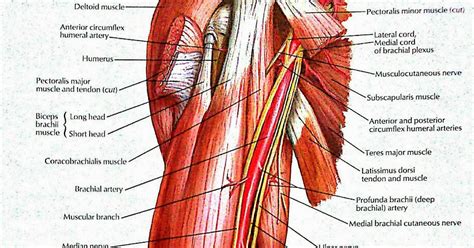 VISUAL ANATOMY Brachial Artery And Its Branches Nerves In Brachium