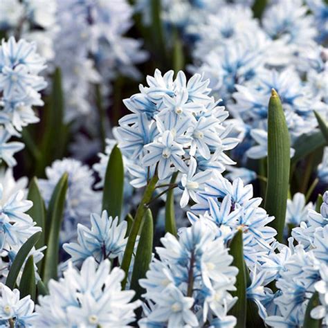 The most popular things to do in scilla with kids according to tripadvisor travelers are: SCILLA LIBANOTICA SEEDS - Plant World Seeds