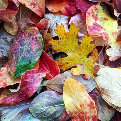 Autumn Color Flickr